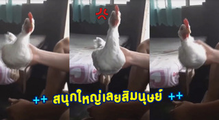เลี้ยงไก่