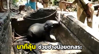 ลูกช้าง