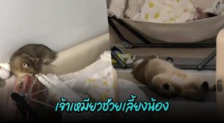 แมวอ้วน