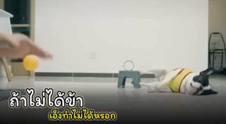 หมาพันธุ์เล็ก