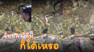ปลาไหล