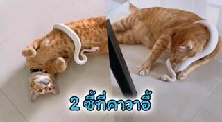 สัตว์น่ารักๆ