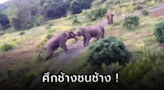 ช้างตกมัน