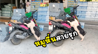 หมูแคระ