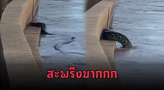 งูยักษ์