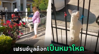 เฟรนช์ บูลด็อก