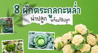 ปลูกผักสวนครัว