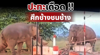 ช้างตกมัน