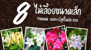 ไม้เลื้อย