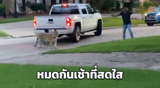 เสือโคร่งไซบีเรีย