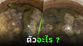 สัตว์ลึกลับ