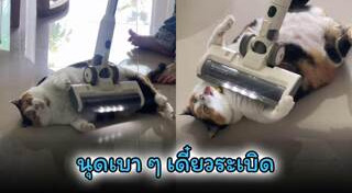 แมวอ้วน