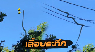 พฤติกรรมสัตว์