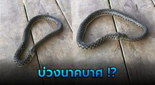 งูกินหาง