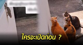 ตุ๊กแก