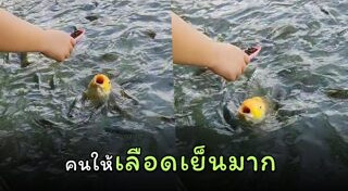 อาหารปลา