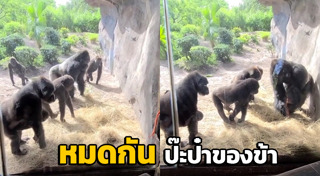 กอริลลา