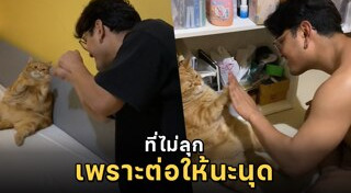 แมวอ้วน