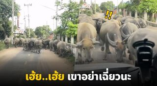 ควายไทย