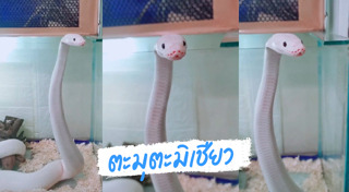 สัตว์เลี้ยงแปลก ๆ