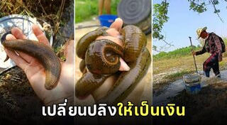 อาชีพแปลก