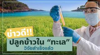 ปลูกข้าว