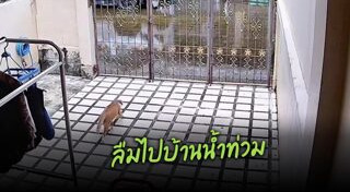 โรคของแมว
