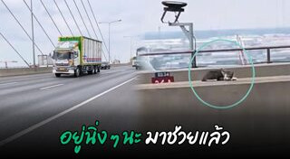 ช่วยแมว