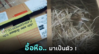 เมนูพิสดาร