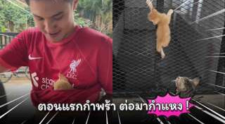 แมวจรจัด