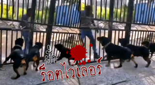 ร็อตไวเลอร์