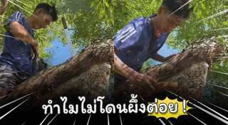 รังผึ้ง