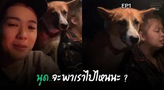 ช่วยหมา