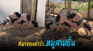 สัตว์น่ารักๆ
