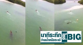 จระเข้น้ำเค็ม