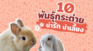 กระต่าย