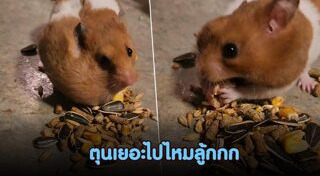 หนูแฮมสเตอร์