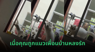 แมวน่ารัก