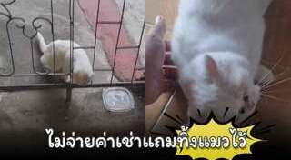 แมวถูกทิ้ง
