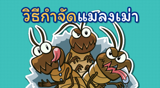 วิธีกำจัดแมลงเม่า