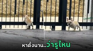 เฟรนช์ บูลด็อก