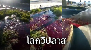 แผ่นดินไหวนิวซีแลนด์