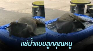 ควายไทย