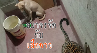 เสือดาว