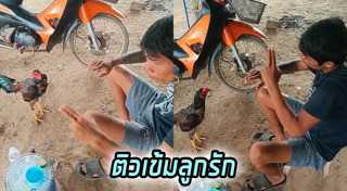 ไก่ชน