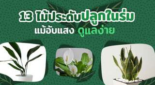 ไม้ประดับ