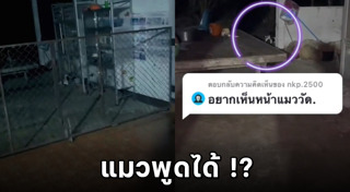 แมวพูดได้