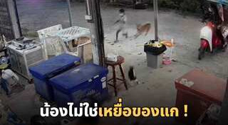 หมากับแมว