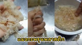 แมงกะพรุน