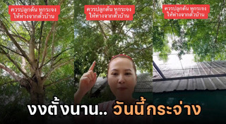 ต้นหูกระจง